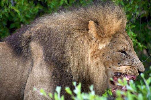 Lion eating in Harnas Foundation in Namibia