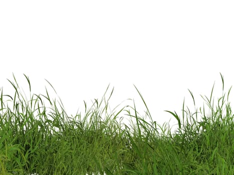 green grass on white background