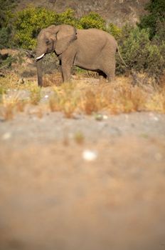 Elephant eating in a river bed in the Skeleton Coast Desert, Namibia