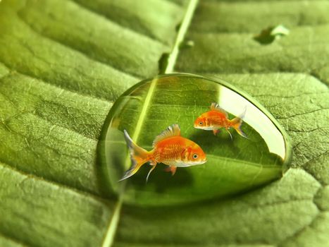 goldfish  in the drop