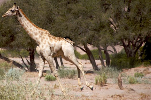 giraffe in the desert of koakoland