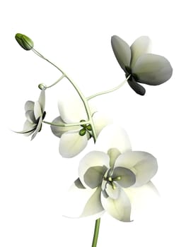 white orchid on white background