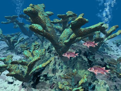 coral  and fish at the bottom of  the sea