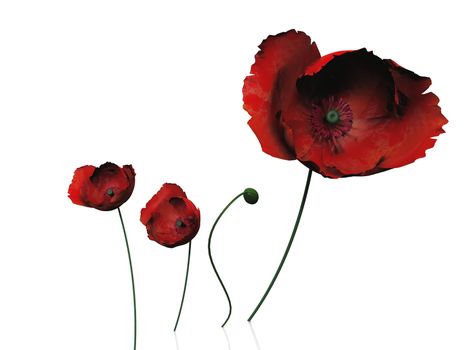 poppies  on a white background