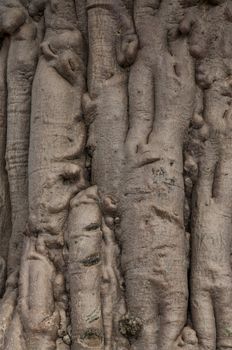 Baobab in the Koakoland in the north of Namibia