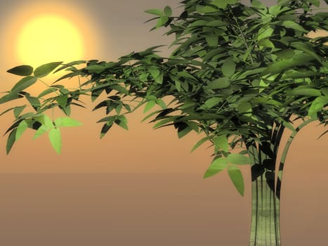 collection of bamboo