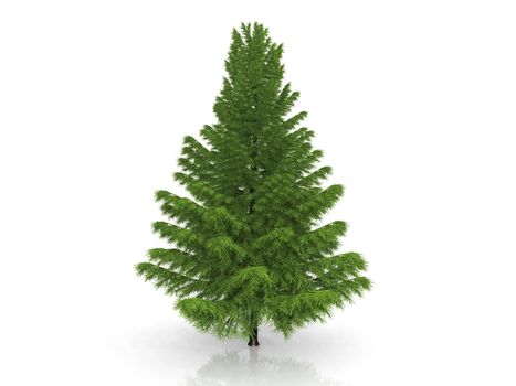 green fir on a white background