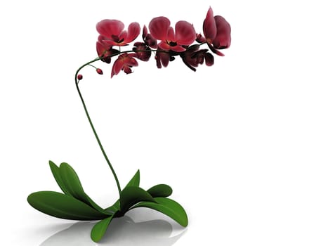 red orchid on white background