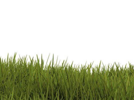 green grass on a white background
