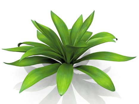 Agave  on a white background