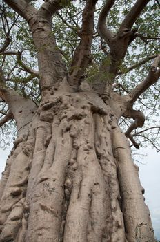 Baobab in the Koakoland in the north of Namibia
