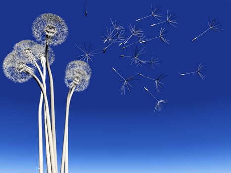 dandelion  seeds on a blue background