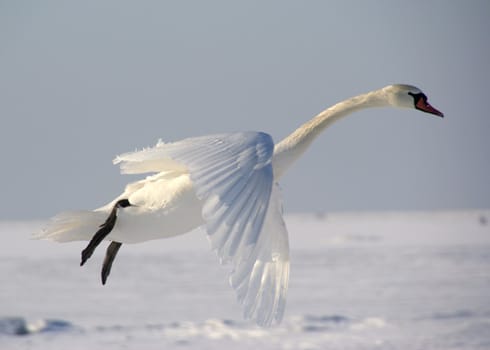 Swan in flight