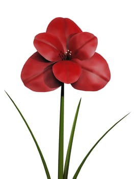 red flower on a white background
