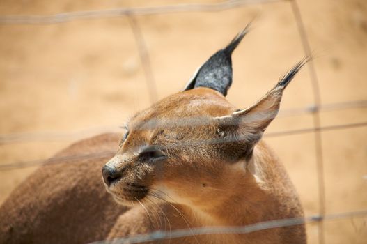 Caracal in Harnas Foundation in Namibia