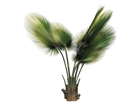 palm tree on white background
