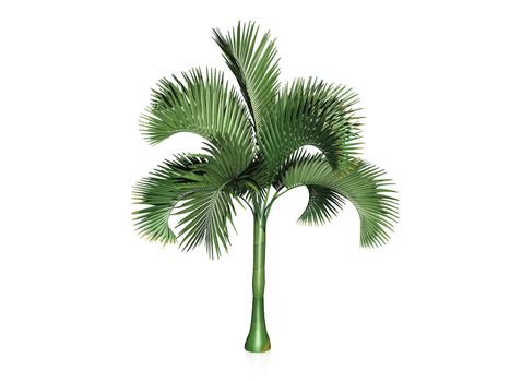 palm tree on white background