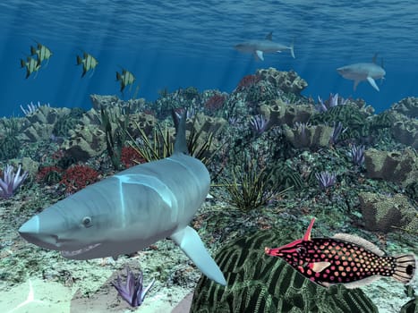 shark and fish at the bottom of the sea