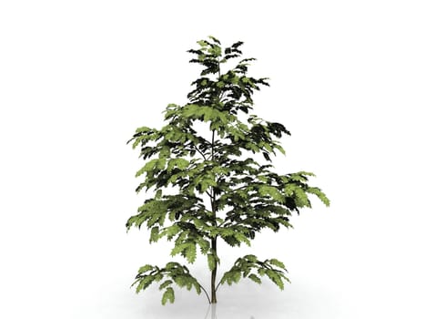 the  albizzia on a white background