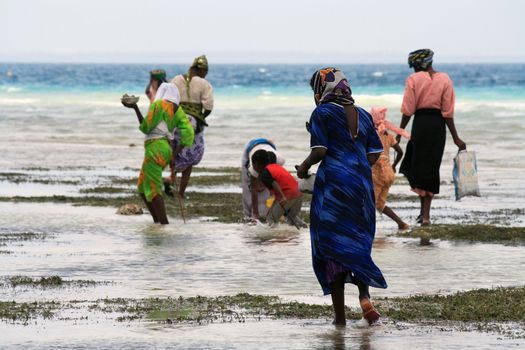 Women and children with colorful clothes looking for shellfishes in Zanzibar