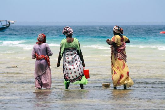 Women with colorful clothes looking for shellfishes in Zanzibar