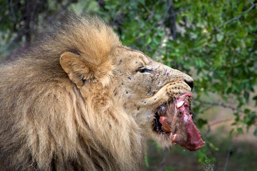 Detail of a lion in a Safari in Namibia