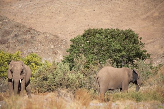 Elephants in the Skeleton Coast Desert