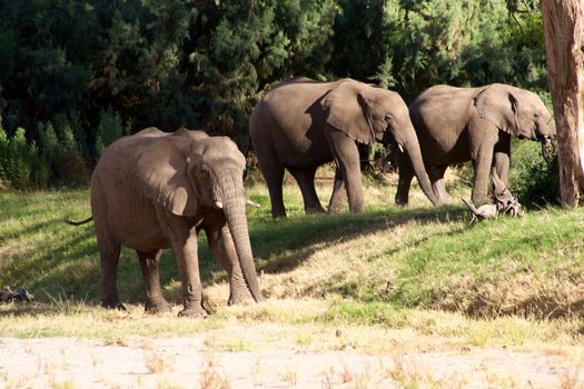 Elephants in the Skeleton Coast Desert