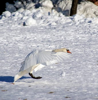 The swan has spread wings