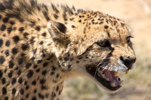 Close-up of Cheetha looking for food with desert background