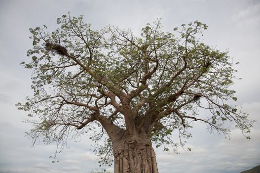 Baobab in the Koakoland in the north of Namibia