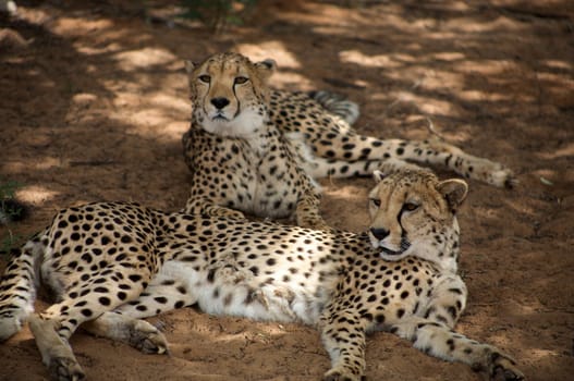 cheetah in Harnas Foundation  Namibia