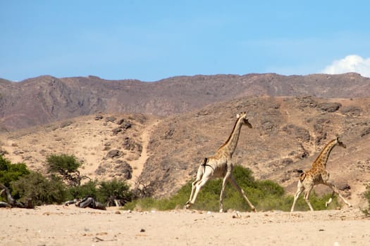 Giraffes running in the desert of Kaokoland, Namibia