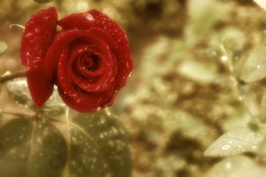 background red rose with rain drops 