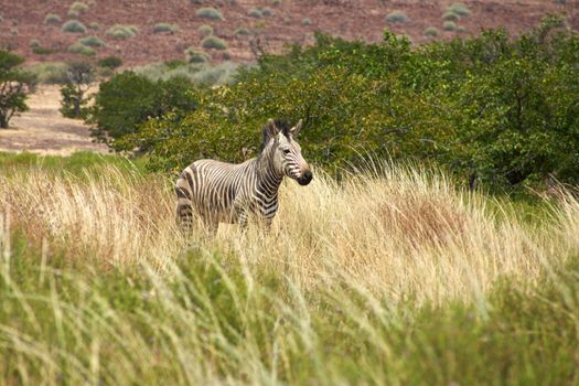 Zebra alone in the bush and watching for danger