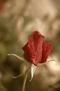 red rosebud raindrops in sepia tone 