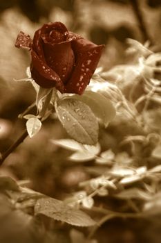 red rose bud with water drops of rain in sepia tone 