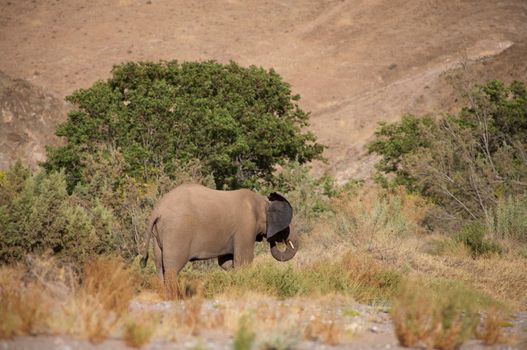 Elephants in the Skeleton Coast Desert