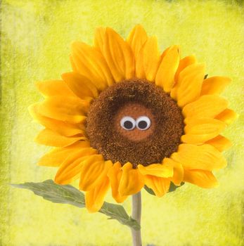  sunflower eyes on a yellow background 