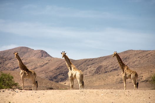 Giraffes standing in the desert of Kaokoland, Namibia