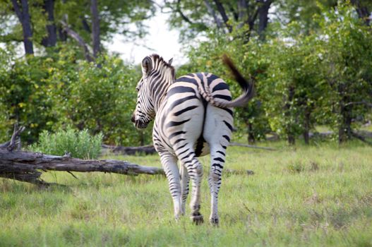 Zebra alone in the bush and watching for danger