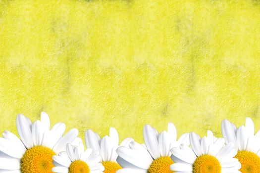 Background rustic yellow with daisies