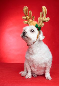 A cute white maltese wearing reindeer antlers for Christmas.  Red background