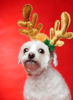 Cute white dog wearing reindeer antlers decoration for Christmas.