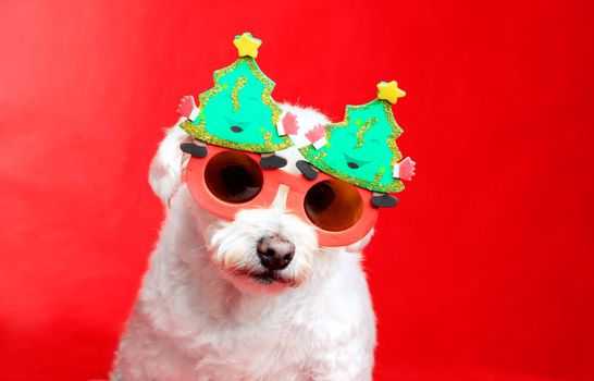 A small white dog wearing Christmas decoration glasses.