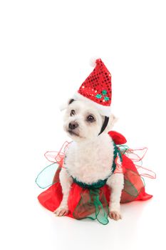 A small  white pet dog dressed in a red and green tulle and satin dress and wearing a santa hat.  Space for your message or slogan.  White background.