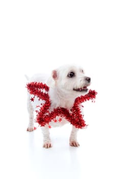 Cute pet dog wearing a red tinsel star around the neck.  Looking up with space for your message.  White background.