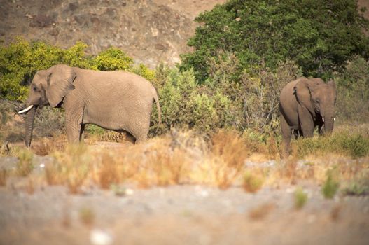 Elephants in the Skeleton Coast Desert