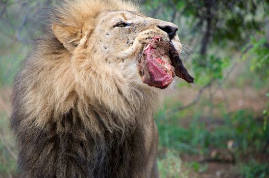 Detail of a lion in a Safari in Namibia