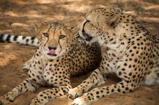 cheetah in Harnas Foundation  Namibia